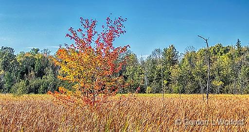 First Autumn Tree_DSCF4820-2.jpg - Photographed near Franktown, Ontario, Canada.